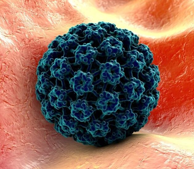 3D na modelo ng HPV na nagdudulot ng kulugo sa mga kamay